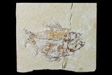 Cretaceous Fossil Fish (Ctenothrissa) - Lebanon #162723-1